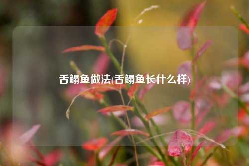 舌鳎鱼做法(舌鳎鱼长什么样)